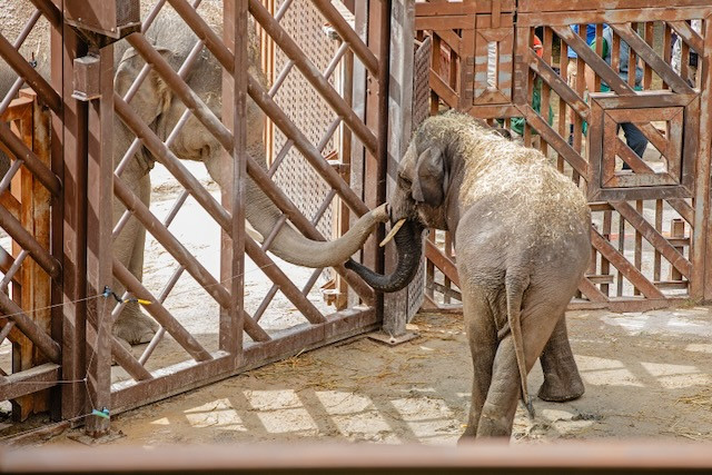 SWA Hope y Bogor foto 6