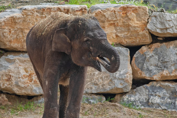 SWA Hope y Bogor foto 11