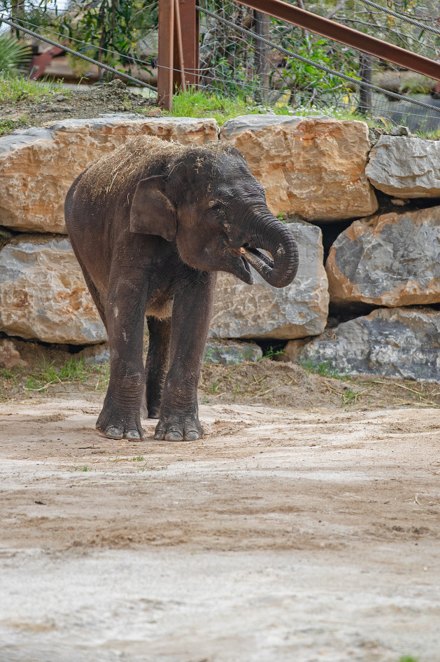 SWA Hope y Bogor foto 11